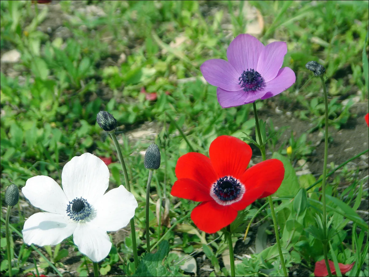Photo: Aviad2001 · CC BY-SA 4.0 · via Wikimedia Commons anemone (Anemone coronaria), photograph