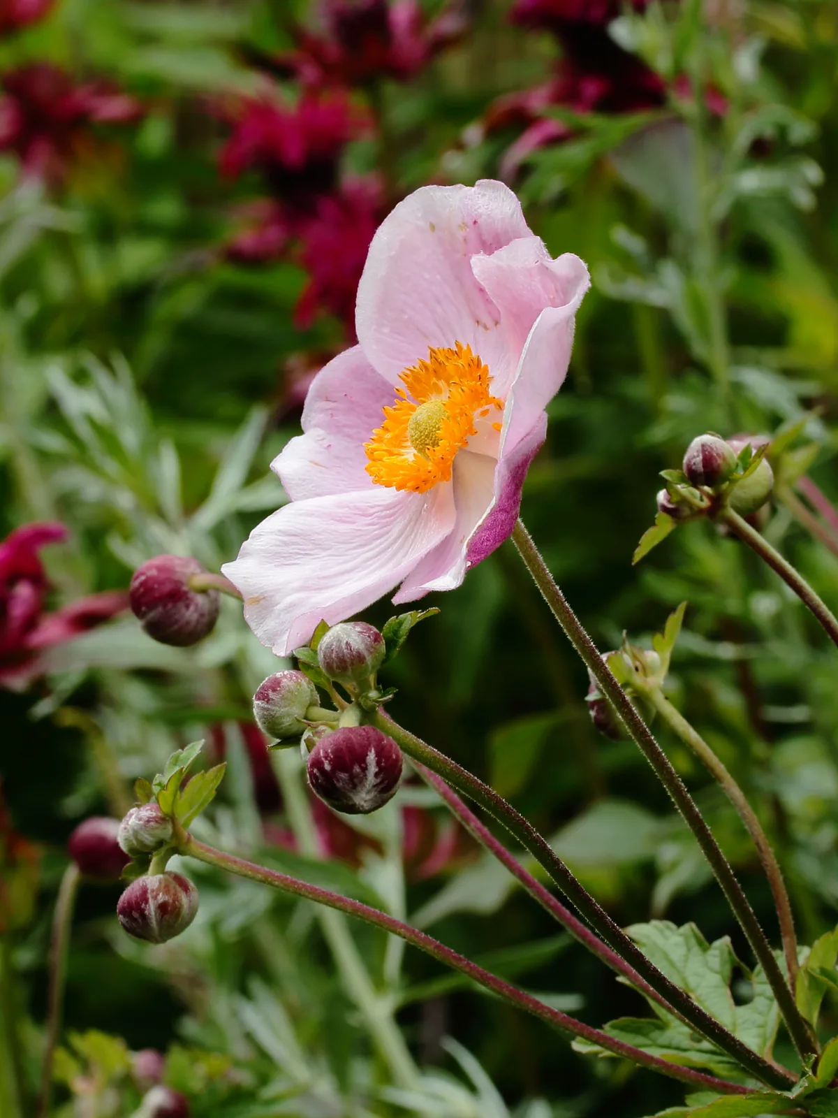 Photo: Dominicus Johannes Bergsma · CC BY-SA 3.0 · via Wikimedia Commons Japanese Anemone (Anemone × hybrida), photograph