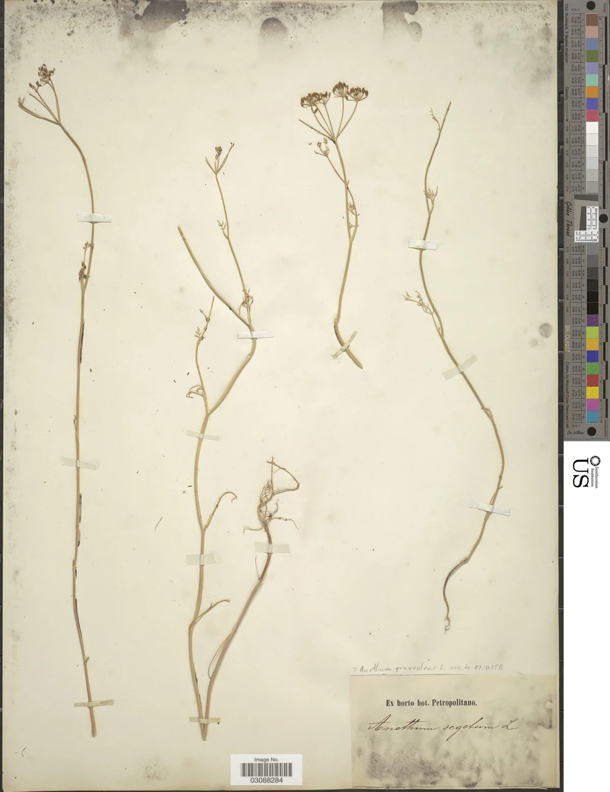 Dill (Anethum graveolens), photograph