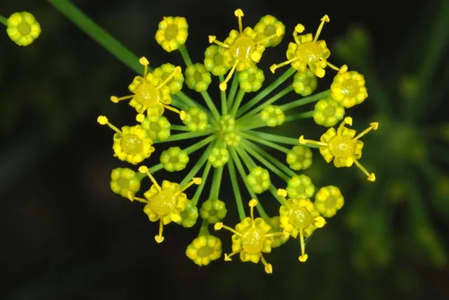 Photo: (c) Douglas Goldman, some rights reserved (CC BY-SA) · cc-by-sa · via iNaturalist Dill (Anethum graveolens), photograph