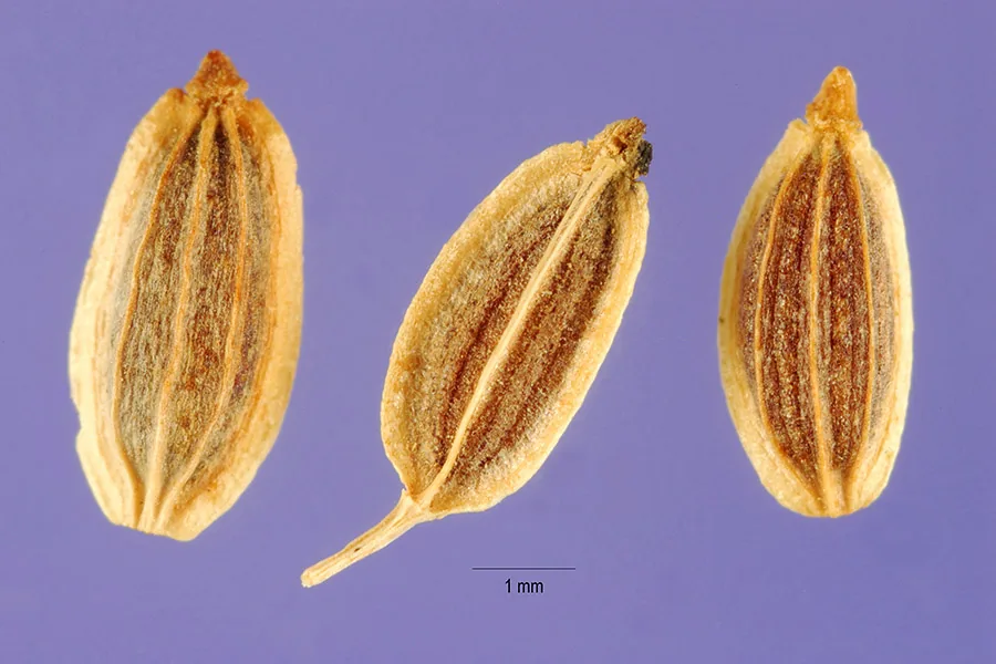 Dill (Anethum graveolens), photograph