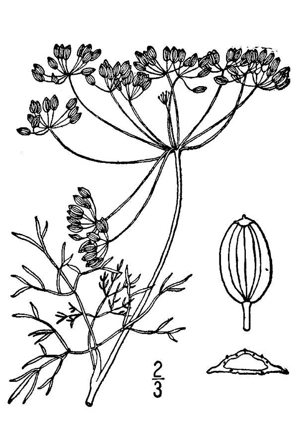 Dill (Anethum graveolens), botanical illustration