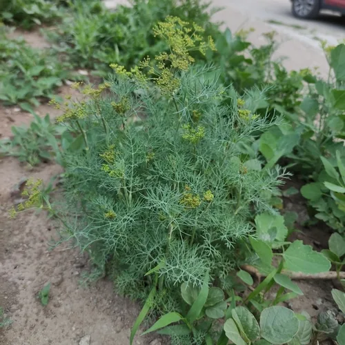 dill (Anethum graveolens), photograph