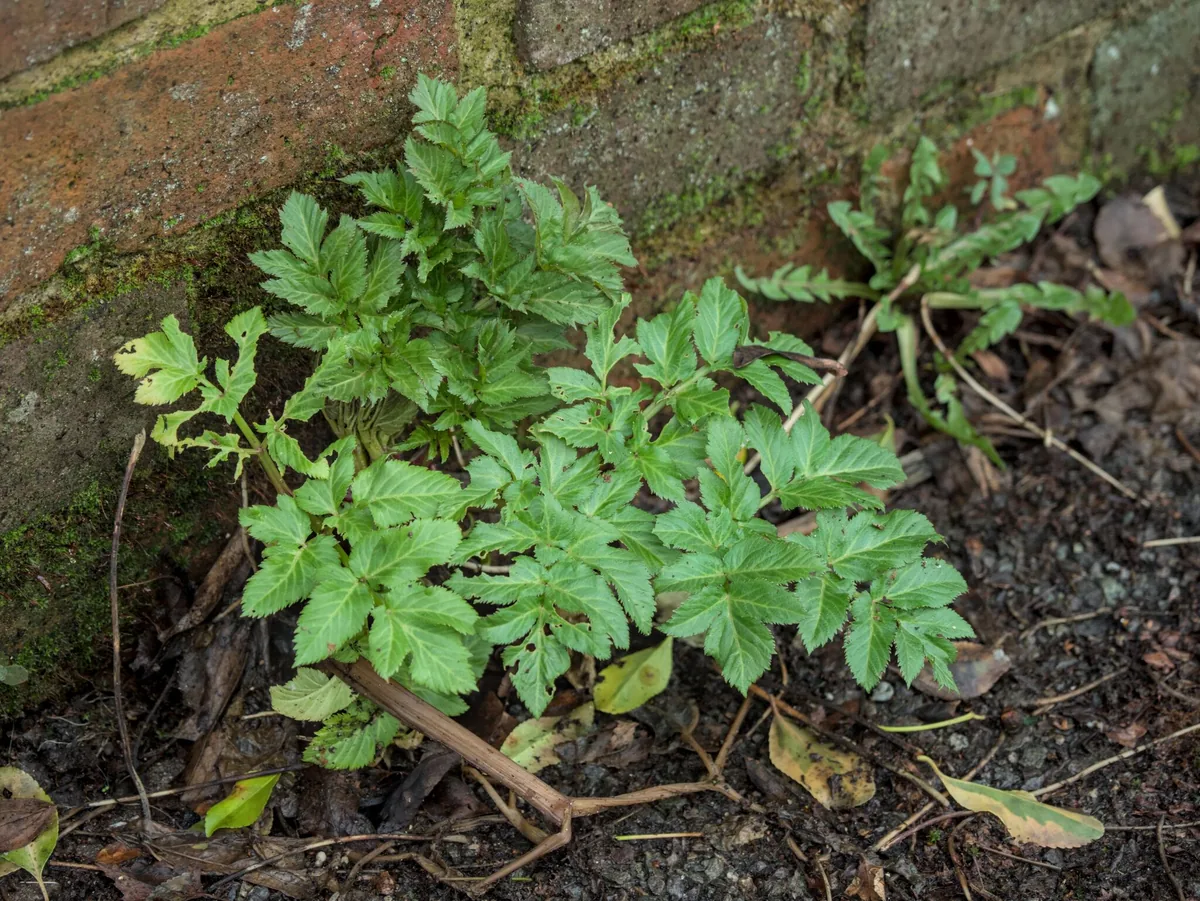 angelica (Angelica archangelica), photograph
