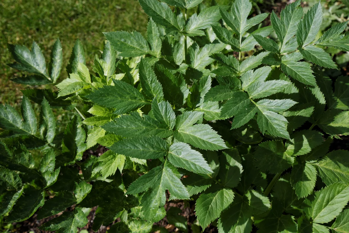 Photo: Acabashi · CC BY-SA 4.0 · via Wikimedia Commons angelica (Angelica archangelica), photograph