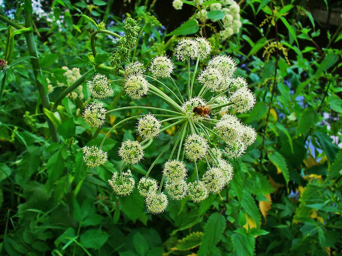 angelica (Angelica archangelica), photograph