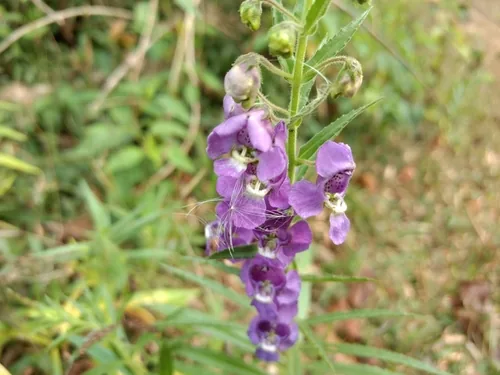 angelonia (Angelonia angustifolia), photograph