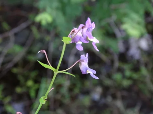 angelonia (Angelonia angustifolia), photograph