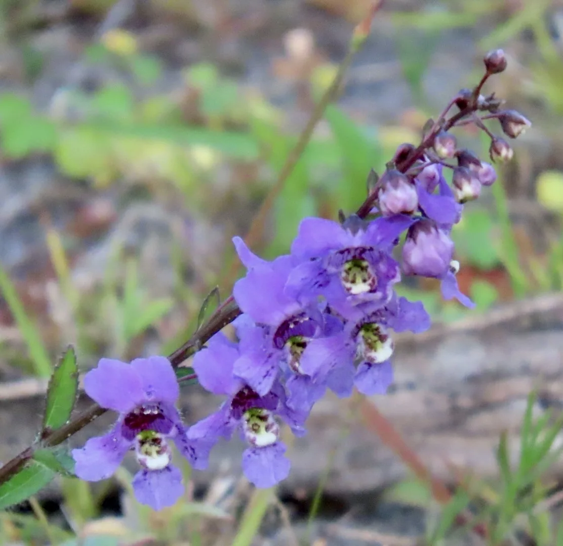 angelonia (Angelonia angustifolia), photograph