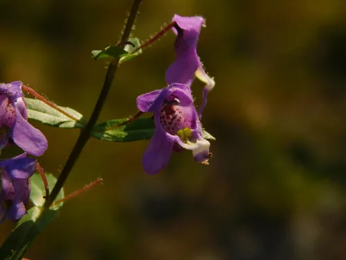 Photo: (c) Mauricio Soto David, some rights reserved · CC BY · via iNaturalist angelonia (Angelonia angustifolia), photograph
