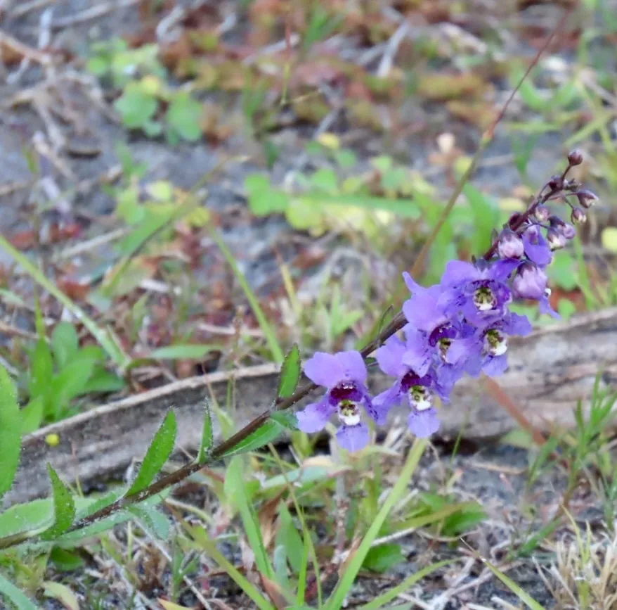 angelonia (Angelonia angustifolia), photograph