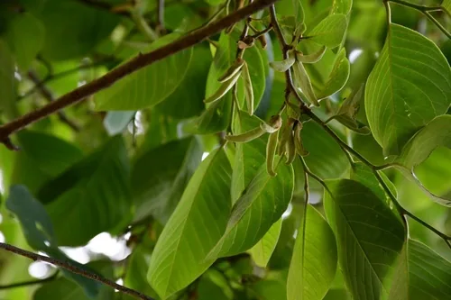 cherimoya (Annona cherimola), photograph