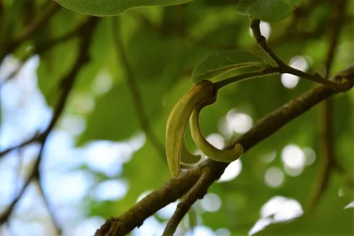 cherimoya (Annona cherimola), photograph