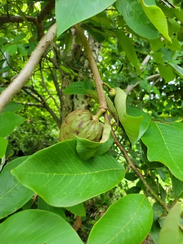 Photo: (c) Jake Rehage, some rights reserved · CC BY · via iNaturalist cherimoya (Annona cherimola), photograph