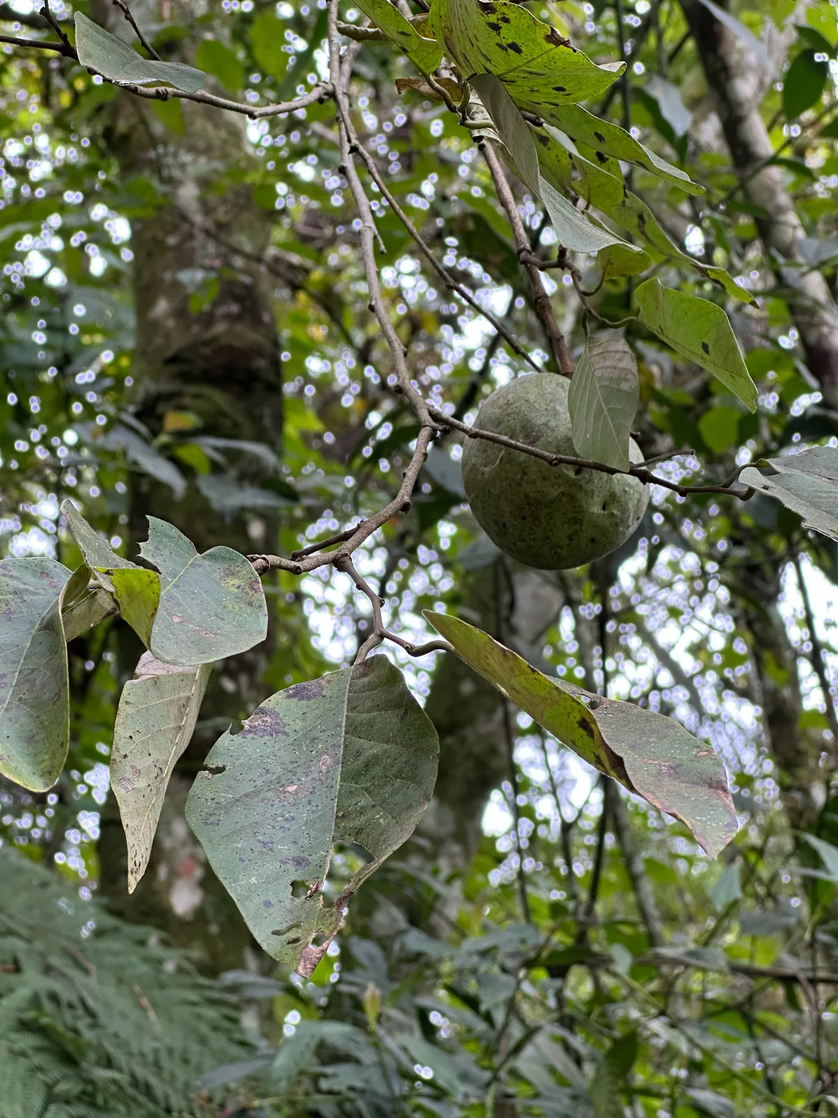 cherimoya (Annona cherimola), photograph
