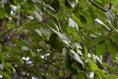 cherimoya (Annona cherimola), photograph