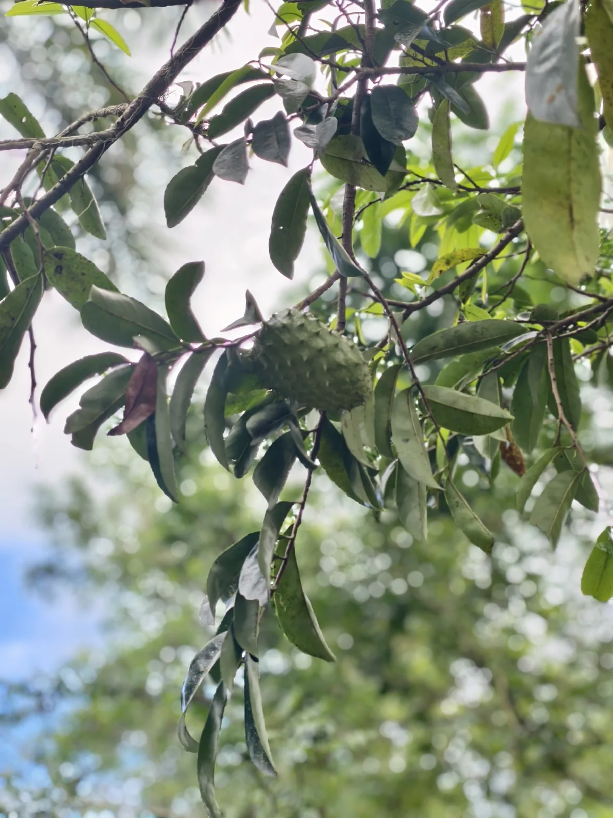soursop (Annona muricata), photograph