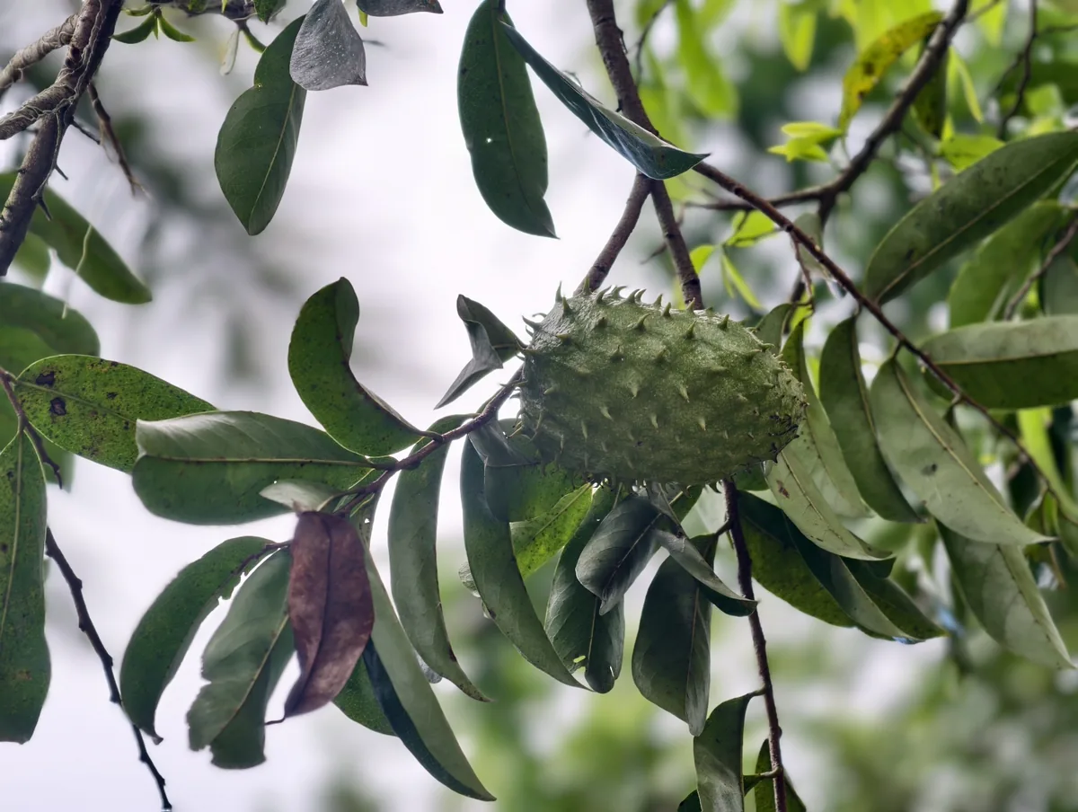 Photo: fmunoz, via iNaturalist · CC BY · via GBIF soursop (Annona muricata), photograph