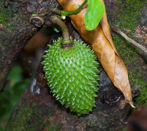 soursop (Annona muricata), photograph