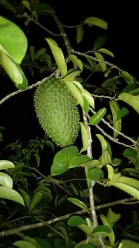soursop (Annona muricata), photograph