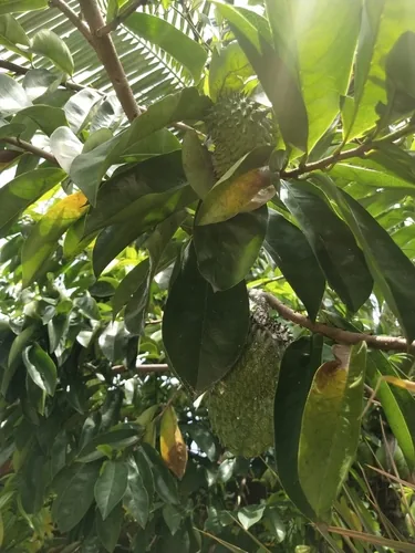 soursop (Annona muricata), photograph