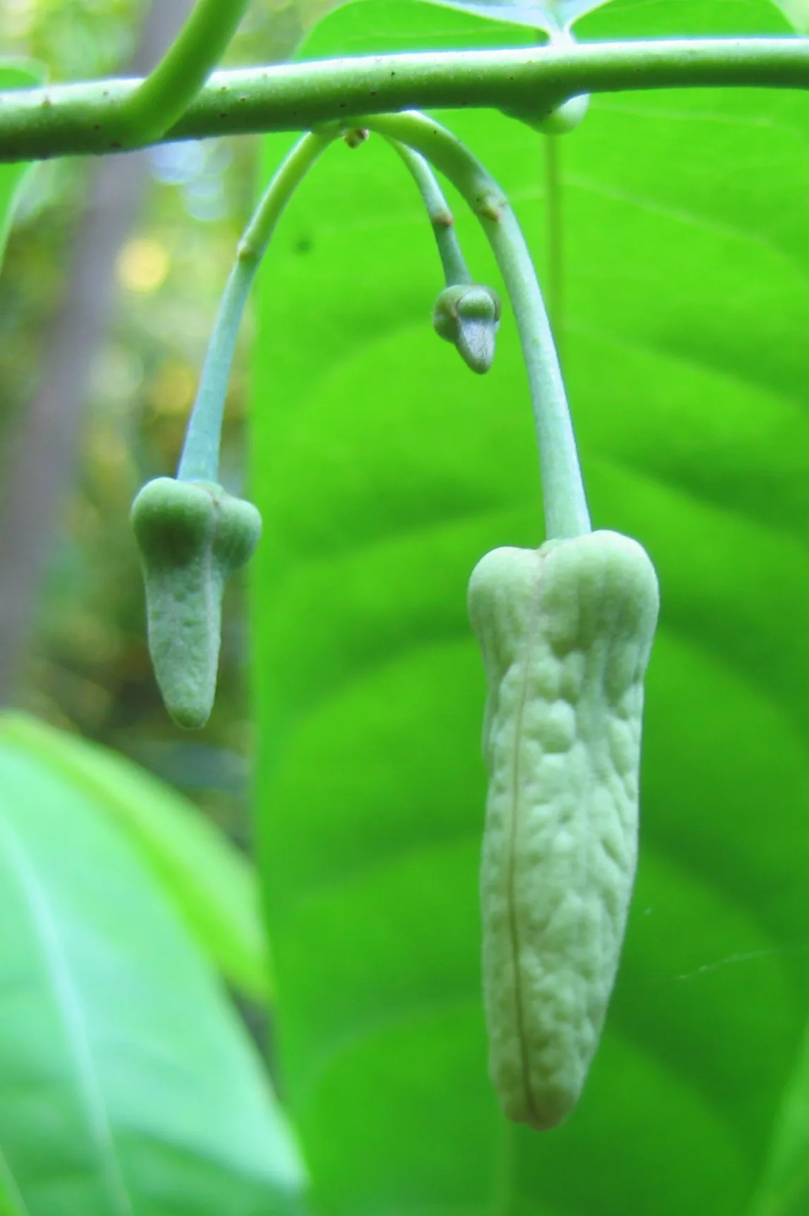 Photo: Vinayaraj · CC BY-SA 3.0 · via Wikimedia Custard Apple (Annona reticulata), photograph