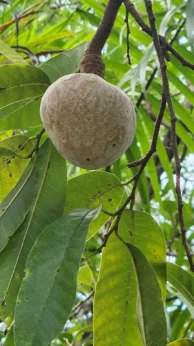 Photo: no rights reserved · CC0 · via iNaturalist custard apple (Annona reticulata), photograph