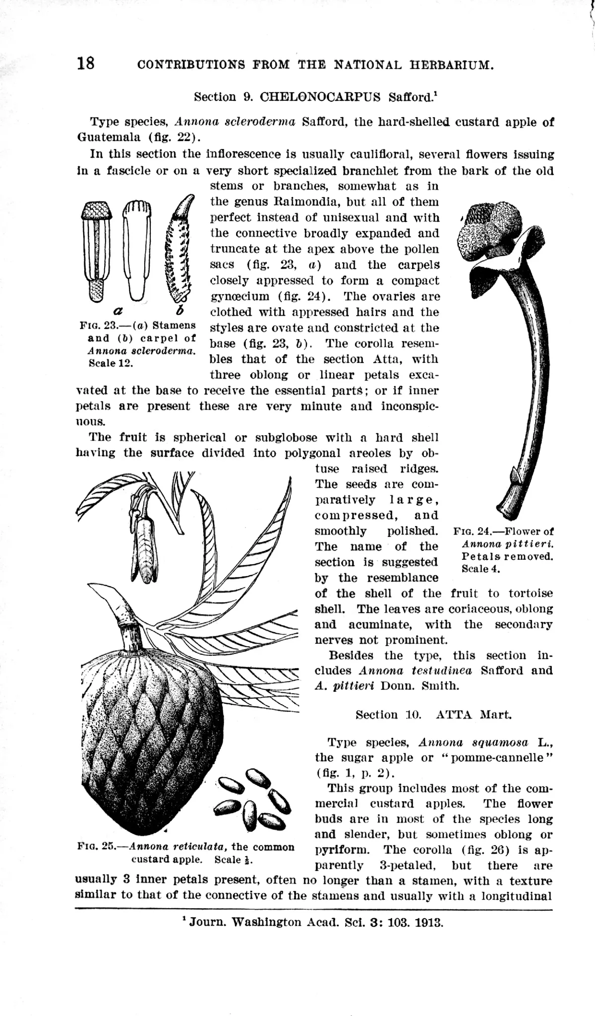 Custard Apple (Annona reticulata), botanical illustration