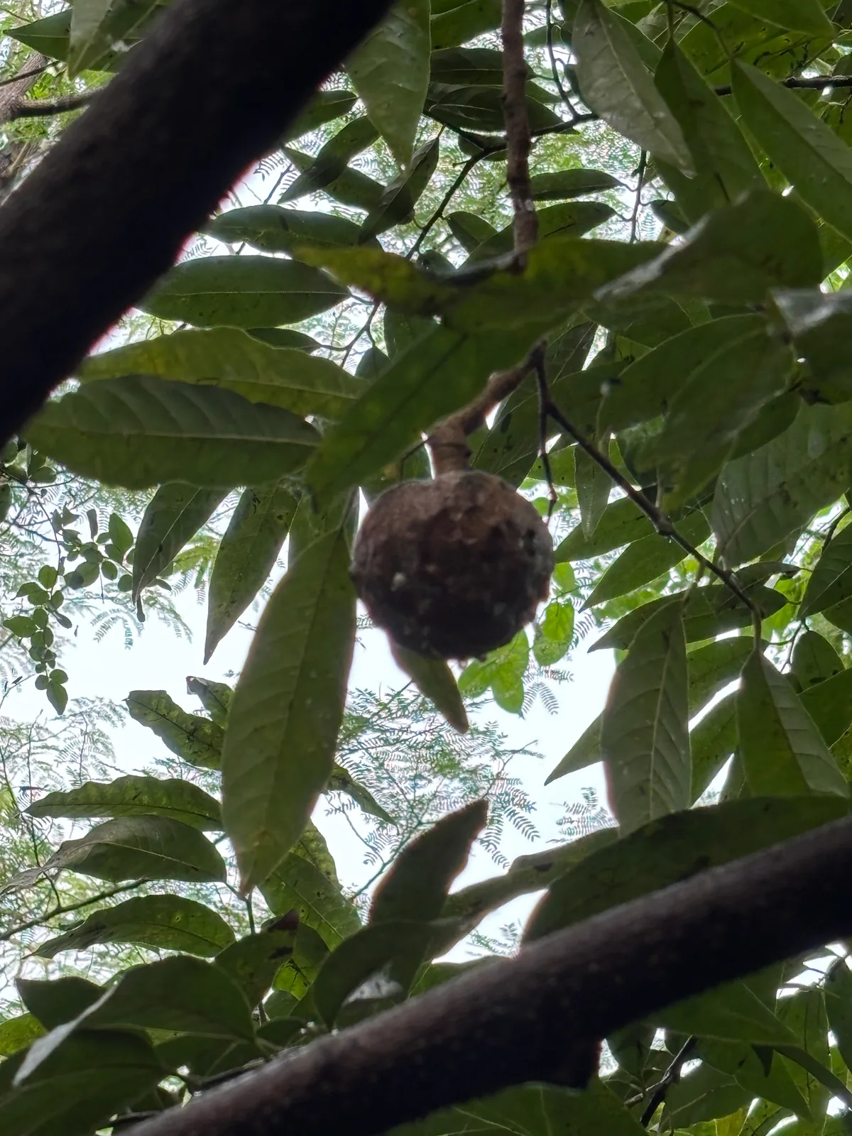 Custard Apple (Annona reticulata), photograph