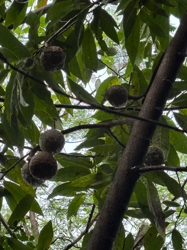 Custard Apple (Annona reticulata), photograph