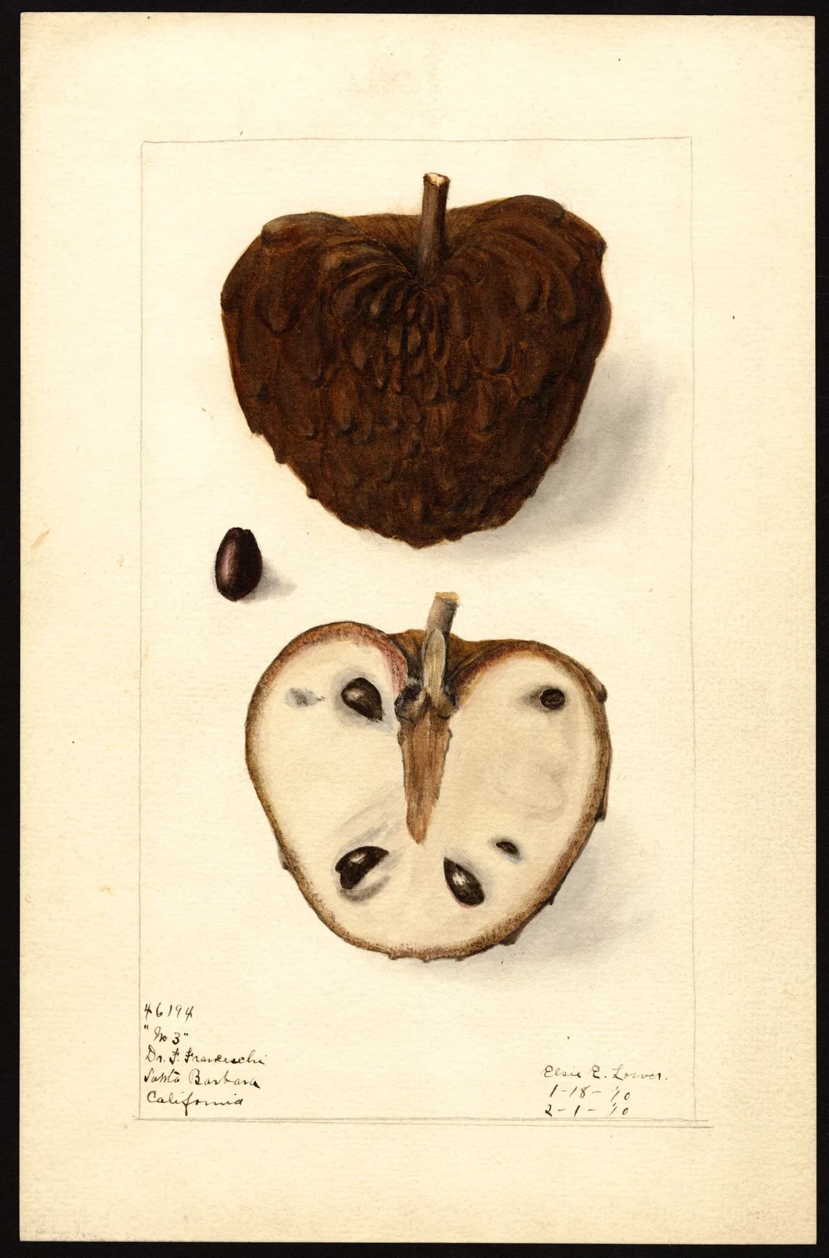 Atemoya (Annona squamosa × cherimola), botanical illustration