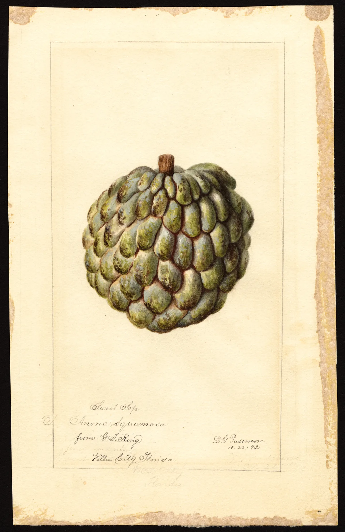 Atemoya (Annona squamosa × cherimola), botanical illustration