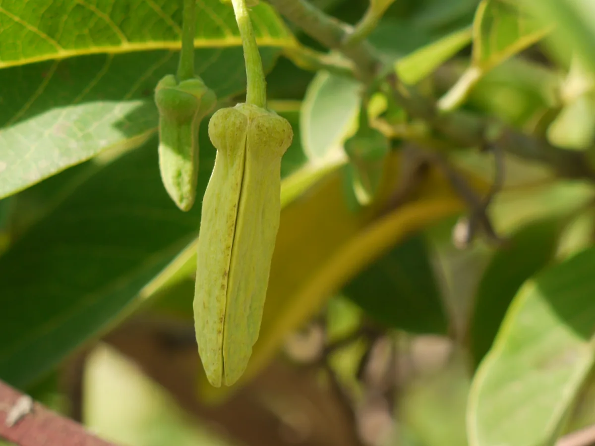 Atemoya (Annona squamosa × cherimola), photograph