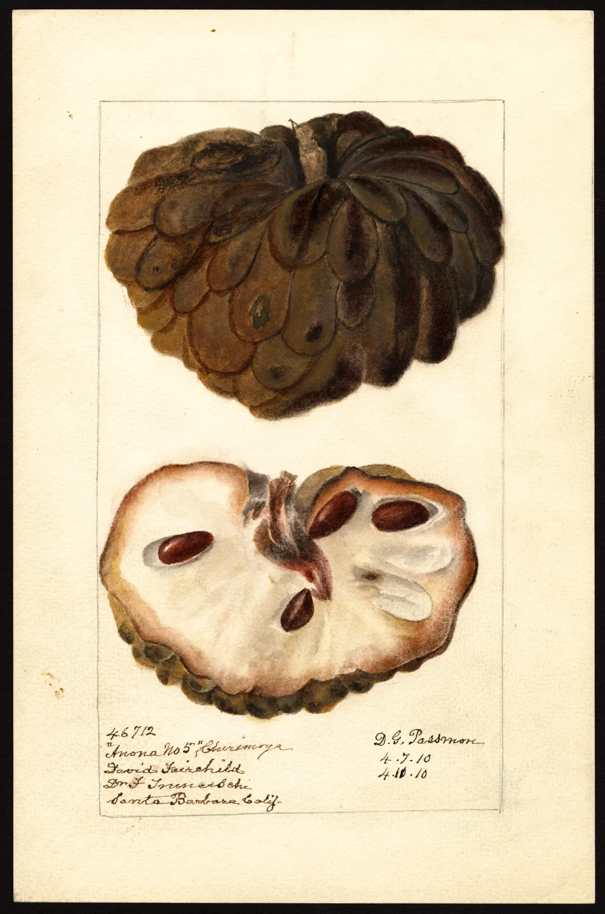 Atemoya (Annona squamosa × cherimola), botanical illustration