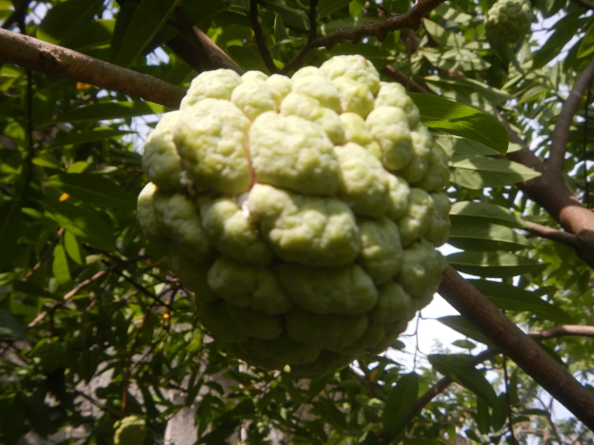 Photo: Judgefloro · CC0 · via Wikimedia Commons atemoya (Annona squamosa × cherimola), photograph