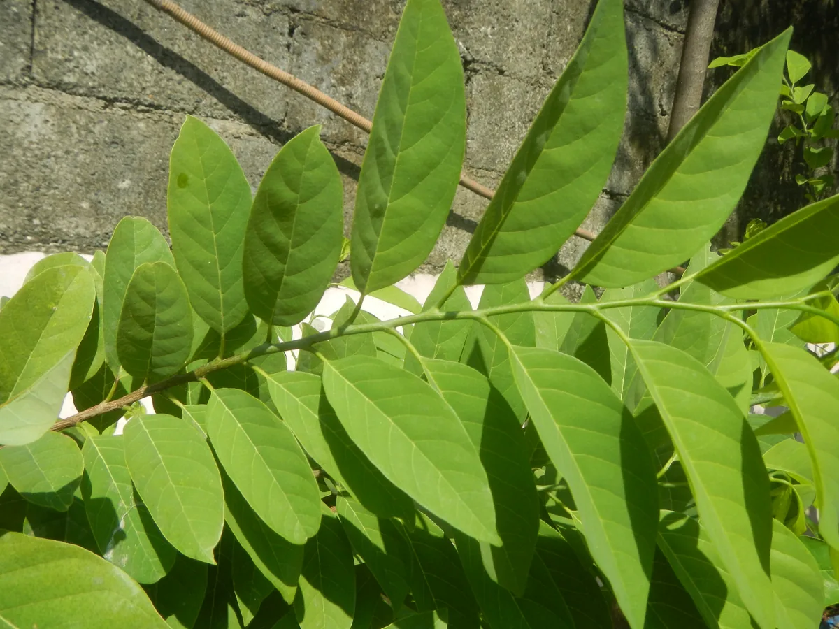 Atemoya (Annona squamosa × cherimola), photograph