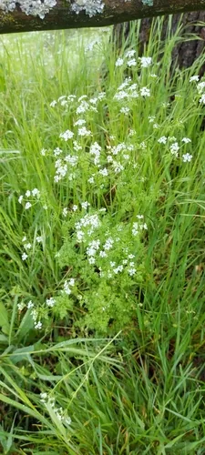 chervil (Anthriscus cerefolium), photograph
