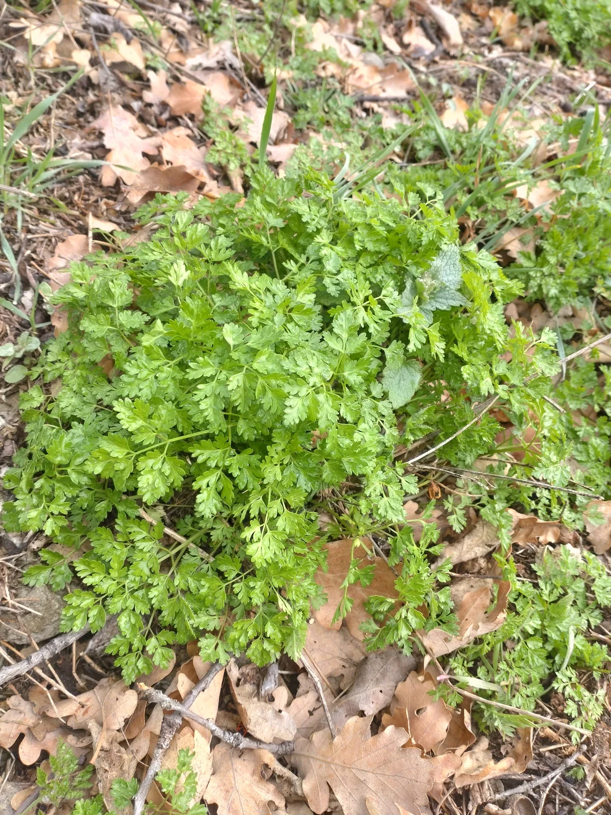 chervil (Anthriscus cerefolium), photograph