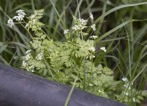 chervil (Anthriscus cerefolium), photograph
