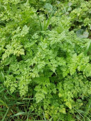 Photo: (c) Krisztina, some rights reserved · CC BY · via iNaturalist chervil (Anthriscus cerefolium), photograph