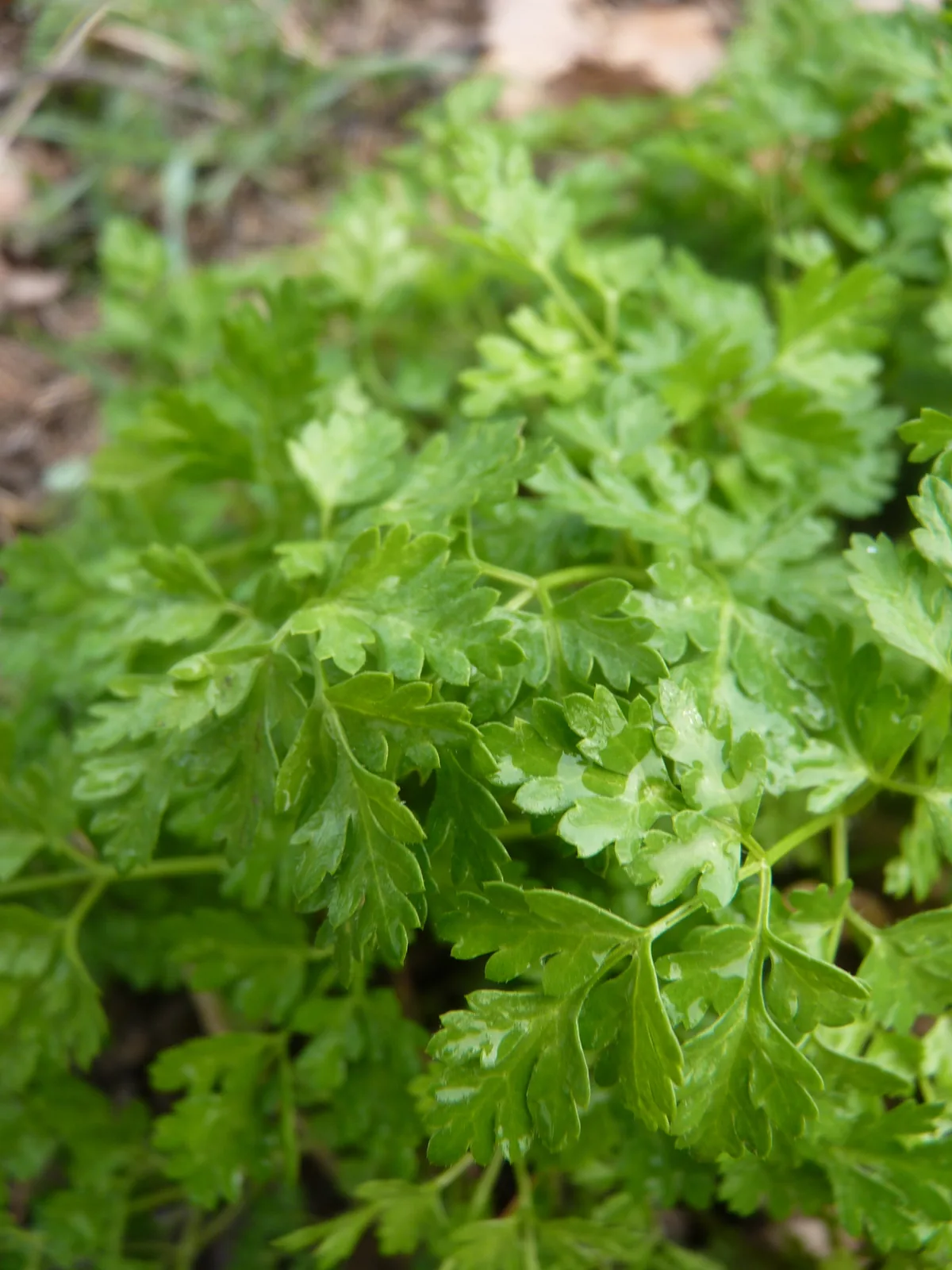 chervil (Anthriscus cerefolium), photograph