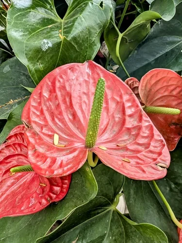 Anthurium (Anthurium andraeanum), photograph
