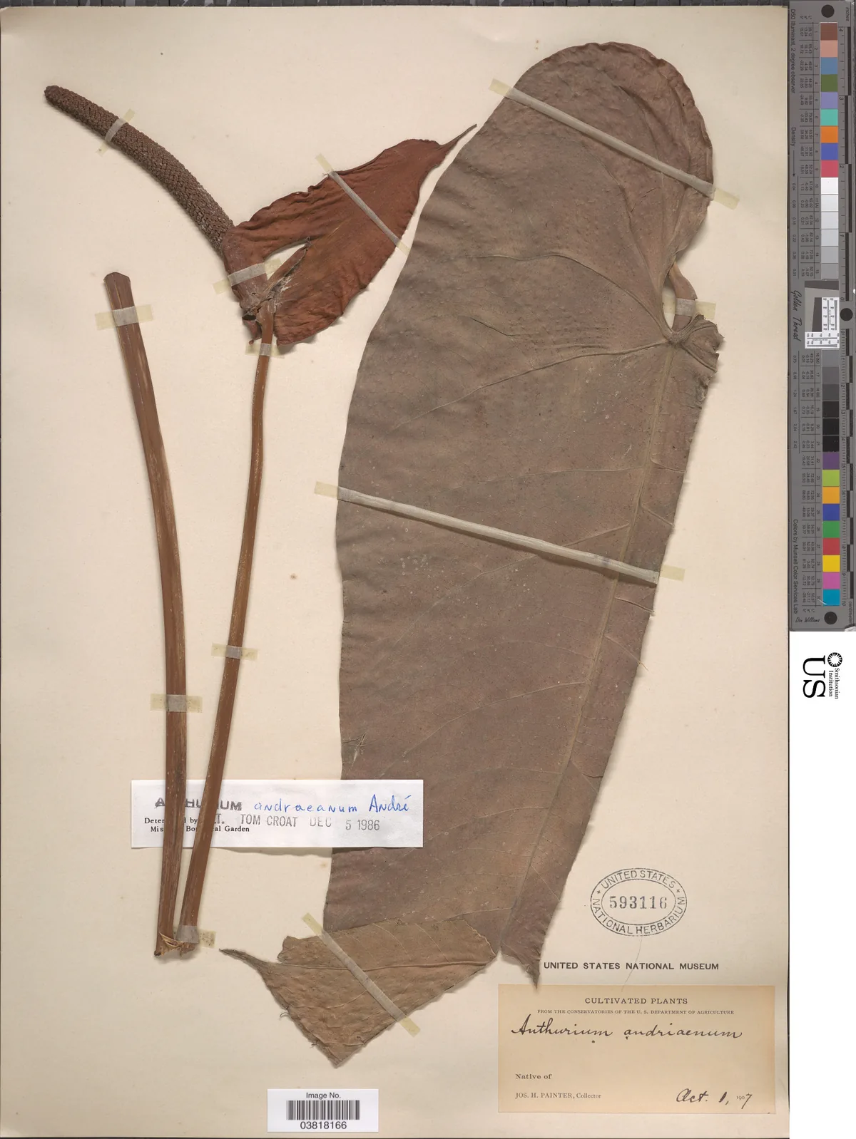 Anthurium (Anthurium andraeanum), photograph