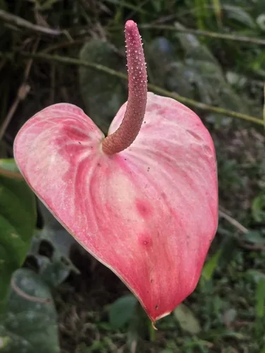 Anthurium (Anthurium andraeanum), photograph