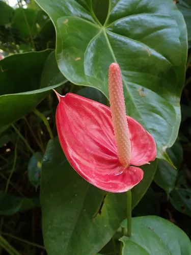 anthurium (Anthurium andraeanum), photograph