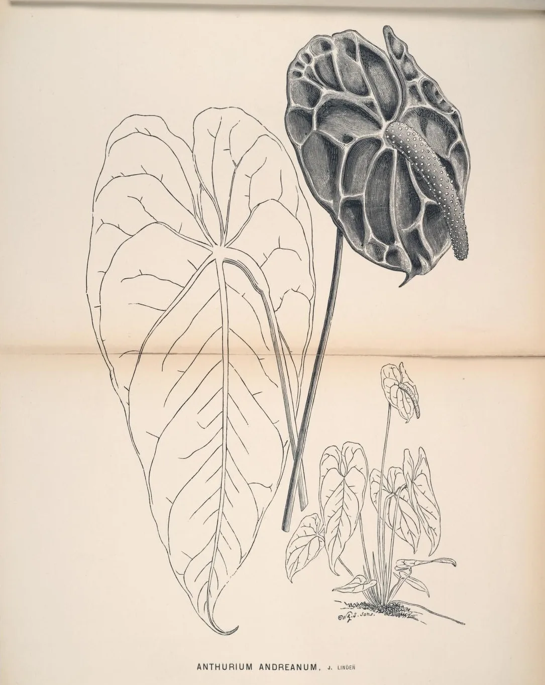 Anthurium (Anthurium andraeanum), botanical illustration