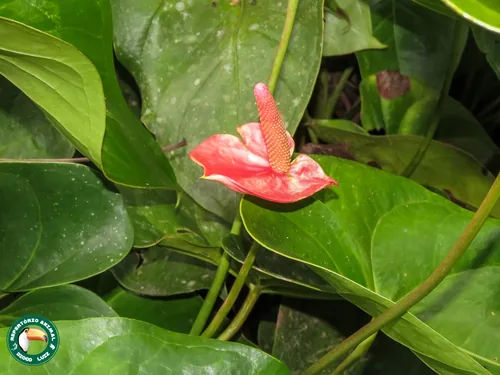 Photo: (c) Diogo Luiz, some rights reserved (CC BY) · cc-by · via iNaturalist Anthurium (Anthurium andraeanum), photograph
