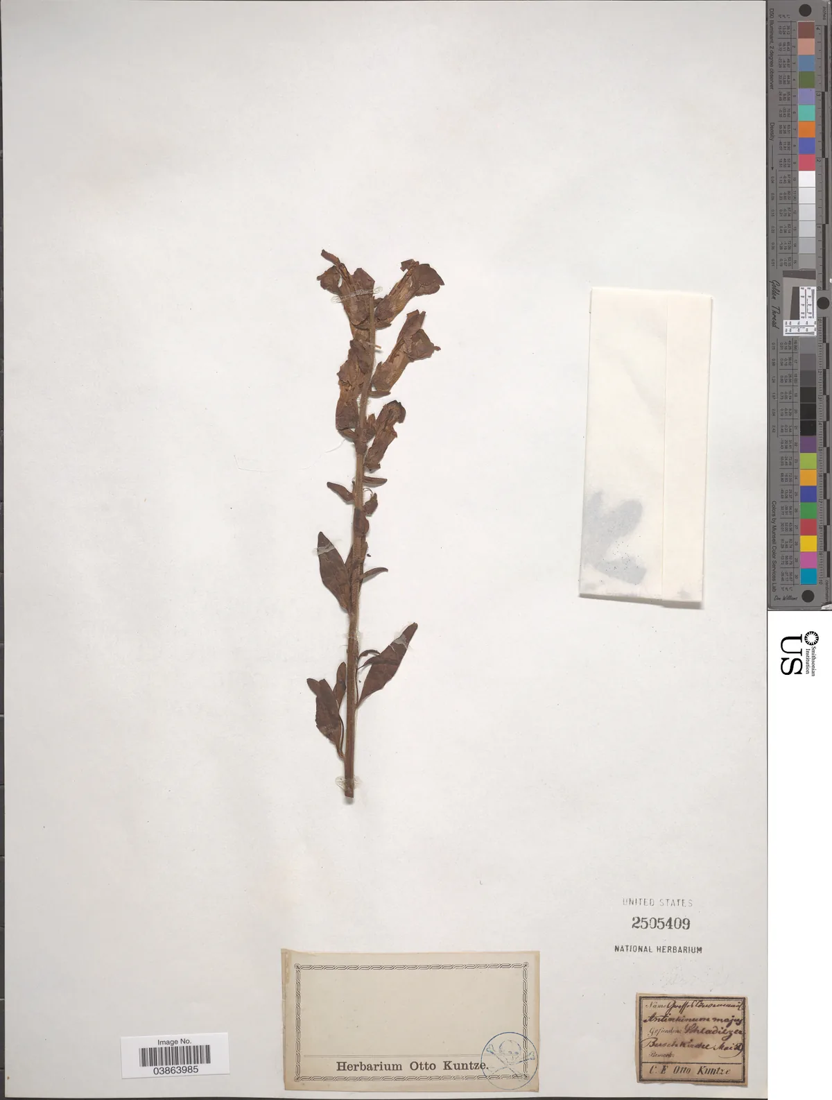 Snapdragon (Antirrhinum majus), photograph