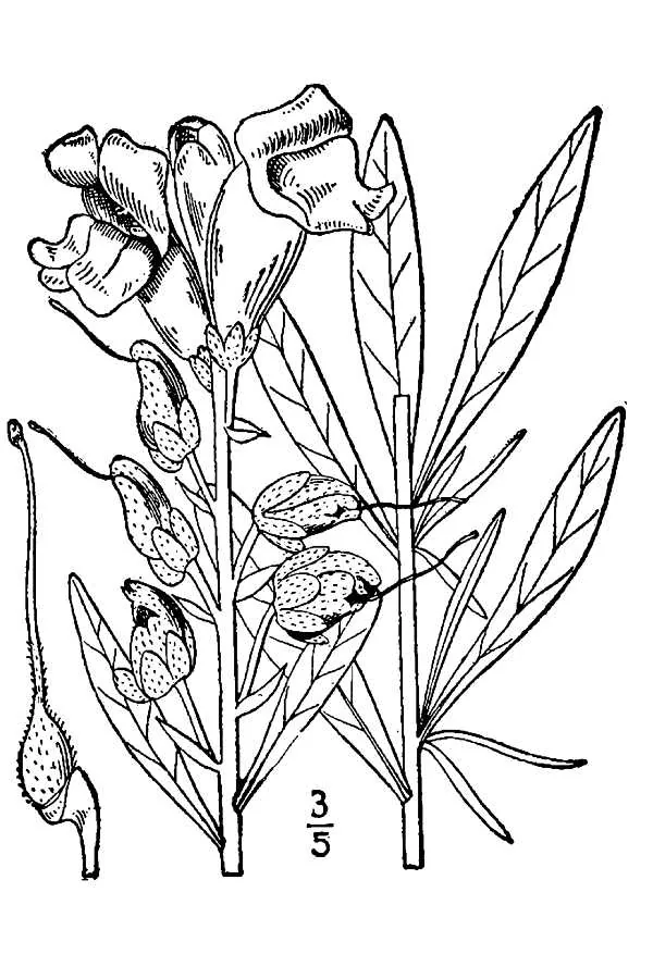 Snapdragon (Antirrhinum majus), botanical illustration