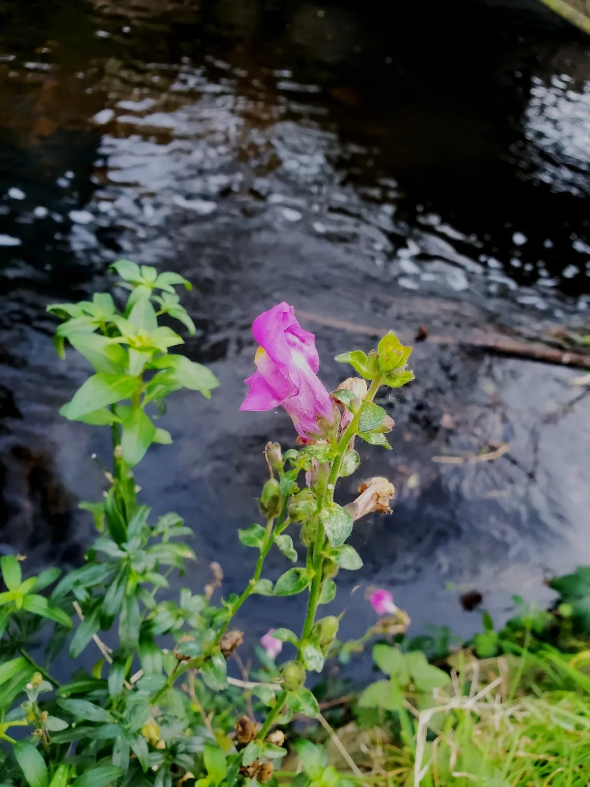 Snapdragon (Antirrhinum majus), photograph